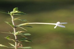 Barleria noctiflora